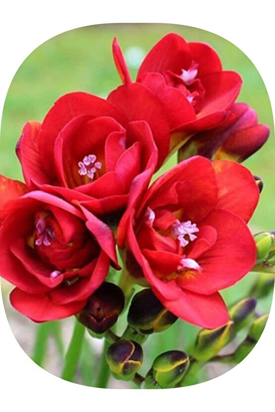 1 Adet Kırmızı Frezya ( Freesia Bulbs ) Çiçeği Soğanı Katmerli Mis Kokulu