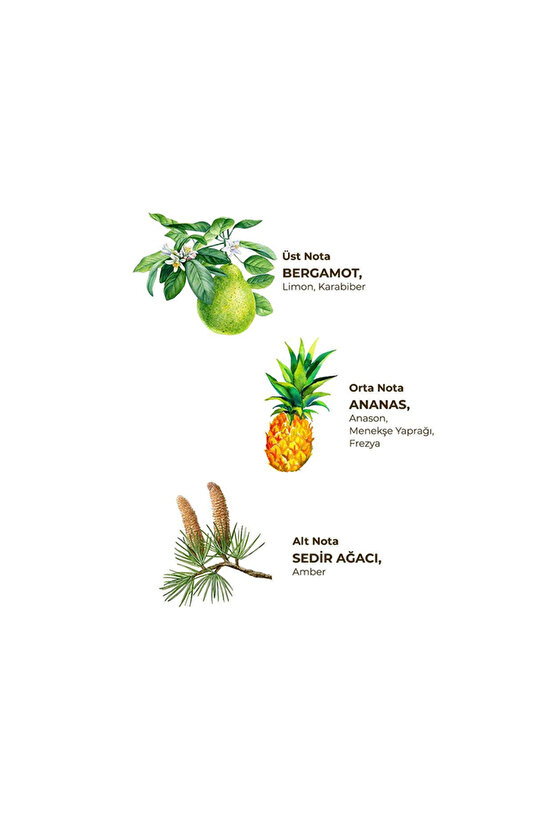 1Lt Okyanus Kolonyası Kilit Kapaklı