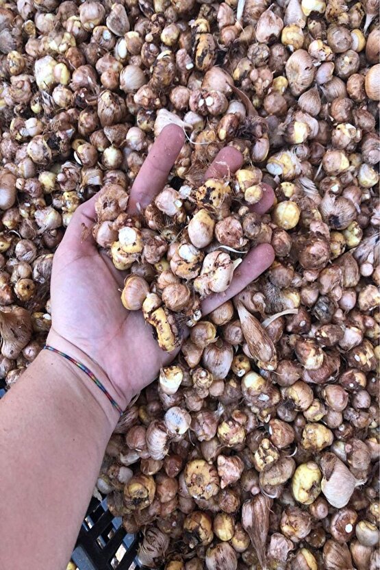 1 Adet Beyaz Frezya Çiçeği ( Freesia ) Soğanı Mis Kokulu Katmerli