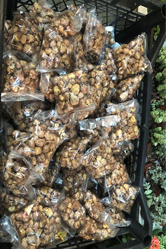 1 Adet Beyaz Frezya Çiçeği ( Freesia ) Soğanı Mis Kokulu Katmerli