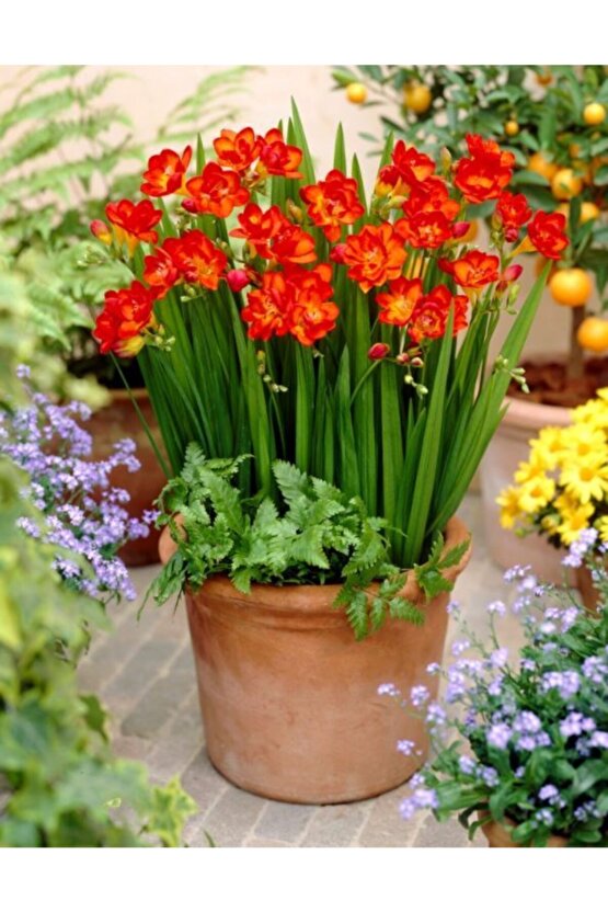 Katmerli Çift Kırmızı Frezya Soğanı 5 Adet