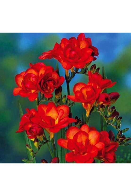 Katmerli Çift Kırmızı Frezya Soğanı 5 Adet