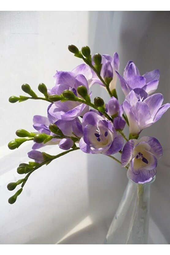 4 Adet Mis Kokulu Lila Frezya Çiçek Soğanı