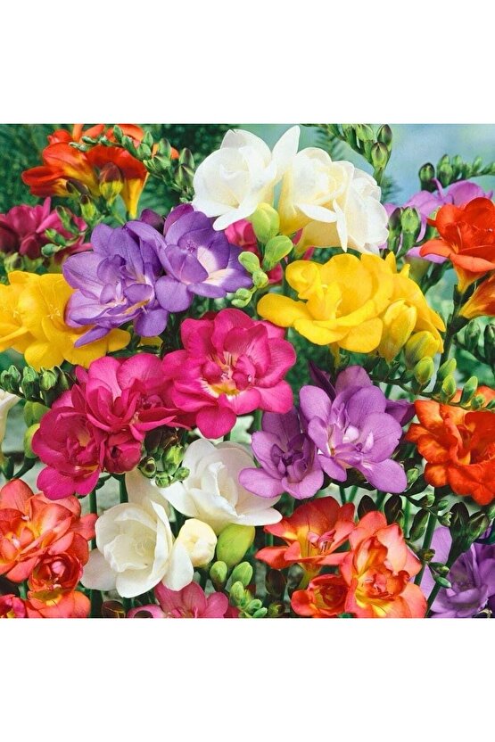 Kokulu35 Adet Frezya Soğanı Karışık Renk