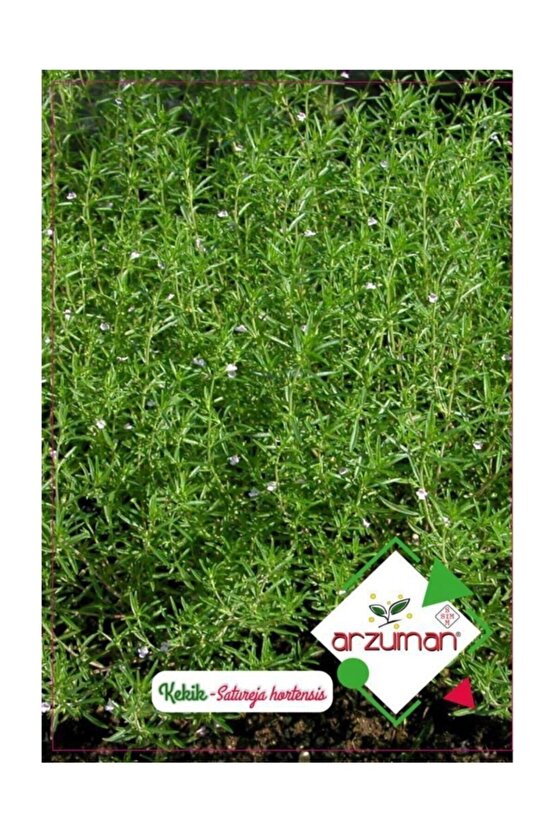 Arzuman Kekik Tohumu 100 adet