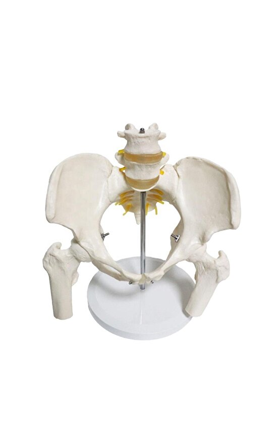 Omurga Pelvis Maketi Model 24