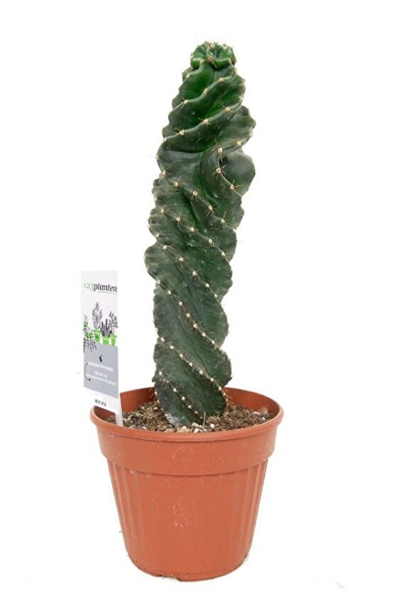 Kaktüs Cereus Forbesii Spiralis Cactus Spiral Kaktüs 30 cm Ev Bitkisi