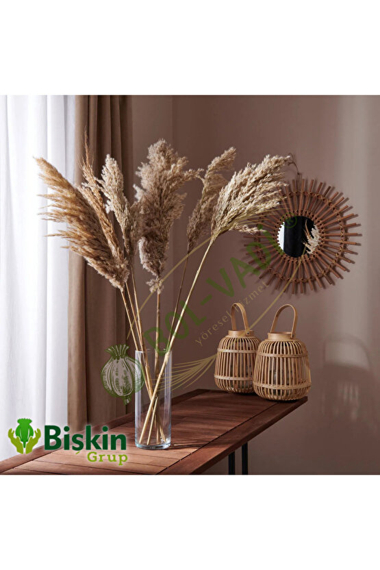 20 Adet Kuru Çiçek Doğal Pampas Dekoratif Ürün