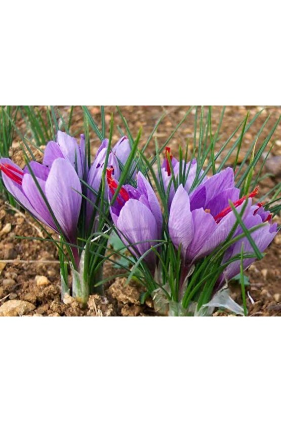 Iran Safran Çiçeği Soğanı 10 Adet Orjinal Mis Kokulu Soğan Ev Bahçe Için Ideal