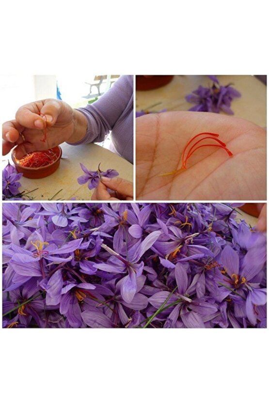 Iran Safran Çiçeği Soğanı 10 Adet Orjinal Mis Kokulu Soğan Ev Bahçe Için Ideal