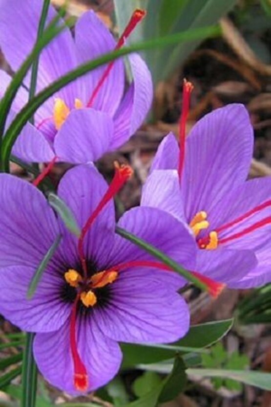 Iran Safran Çiçeği Soğanı 10 Adet Orjinal Mis Kokulu Soğan Ev Bahçe Için Ideal