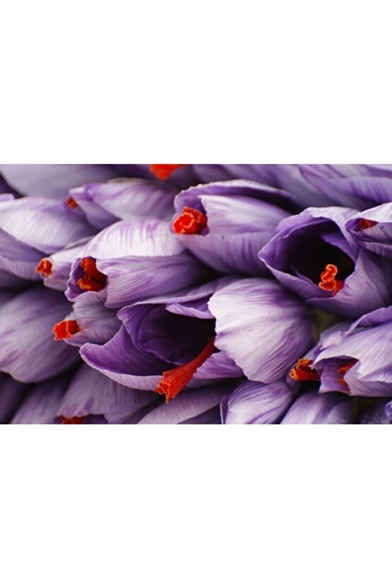 Iran Safran Çiçeği Soğanı 10 Adet Orjinal Mis Kokulu Soğan Ev Bahçe Için Ideal