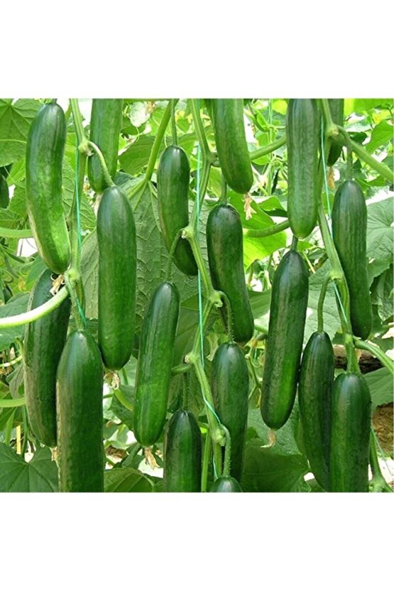 Geleneksel Çengelköy Hıyarı Erkenci Badem 20 Adet Salatalık Tohumu