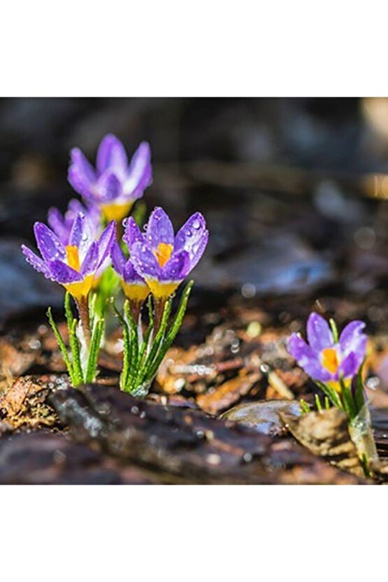 Safran Çiçeği Soğanı 10 Adet Orjinal Mis Kokulu Soğan Ev Bahçe Için Ideal
