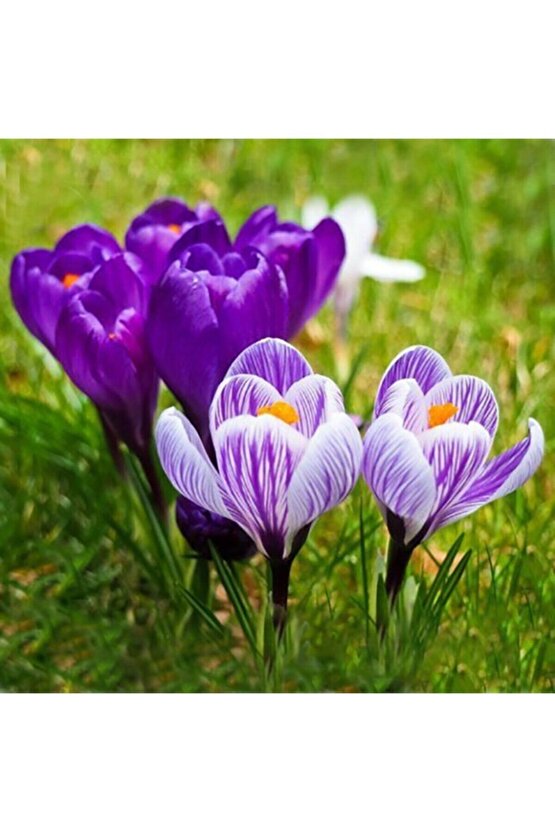 Safran Çiçeği Soğanı 10 Adet Orjinal Mis Kokulu Soğan Ev Bahçe Için Ideal