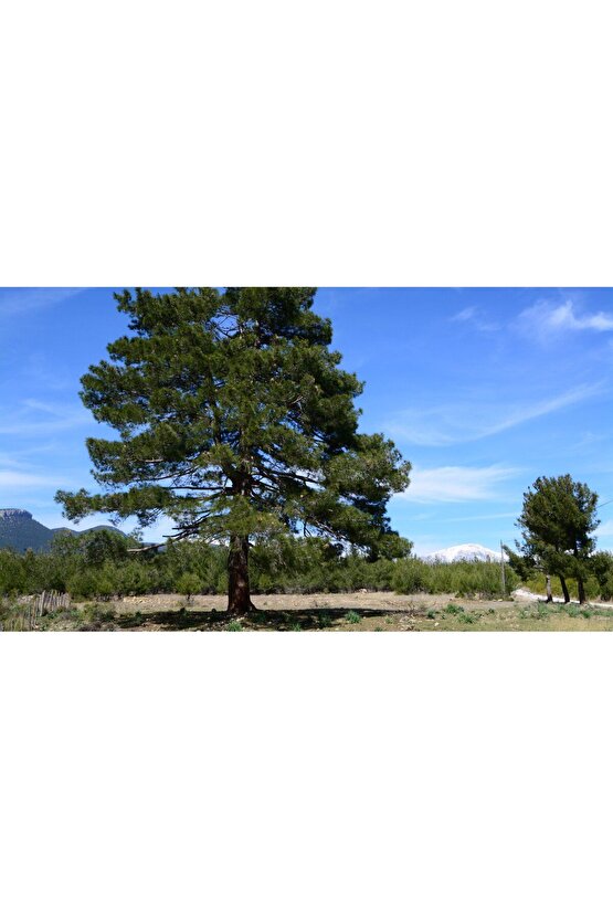 5 Adet  - Kızılçam  Ağacı Tohumu Bonsai Ağacı Tohumu