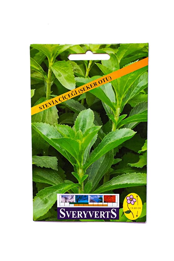 Stevia (şeker Otu) Çiçeği Tohumu