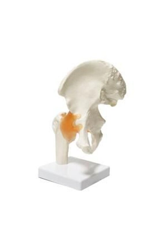 Omurga Kalça MaketiModel 28