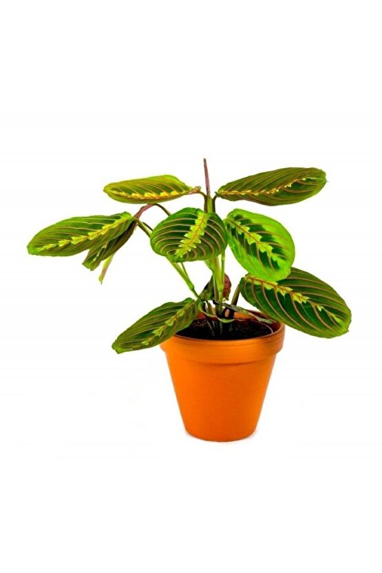 Calathea Maranta Leconeura Fascinator - Dua Çiçeği