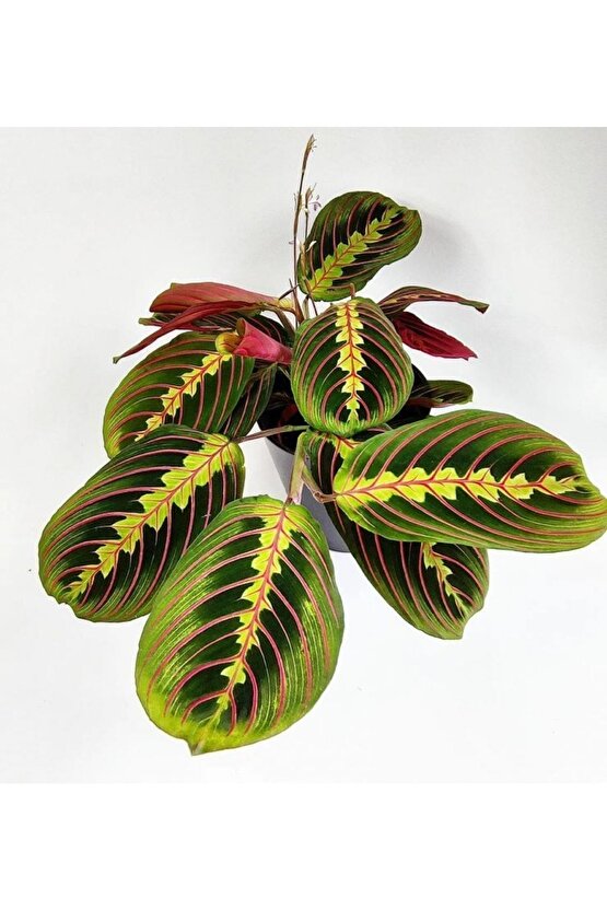 Calathea Maranta Leconeura Fascinator - Dua Çiçeği