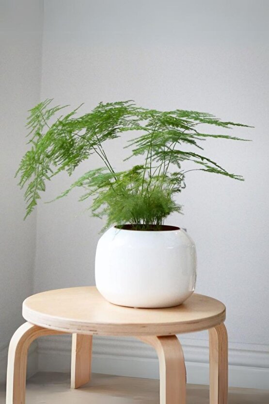 Asparagus Setaceus - Kuşkonmaz Canlı Salon Bitkisi 20 - 40 cm