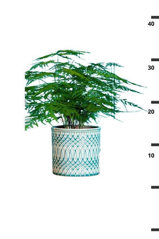 Asparagus Setaceus - Kuşkonmaz Canlı Salon Bitkisi 20 - 40 cm