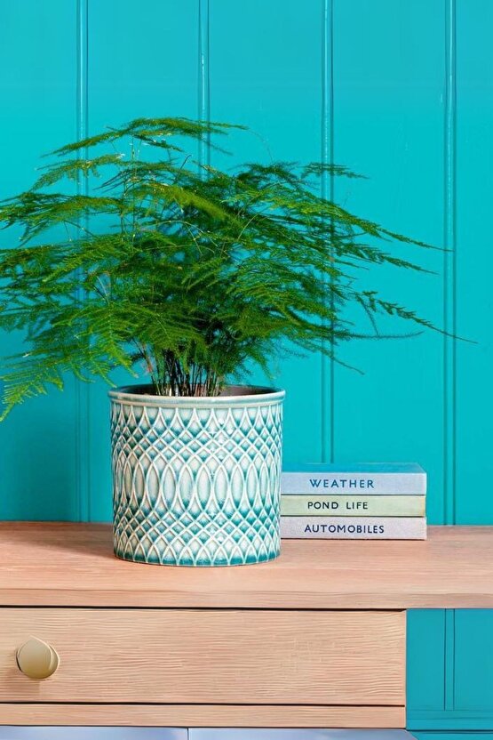 Asparagus Setaceus - Kuşkonmaz Canlı Salon Bitkisi 20 - 40 cm