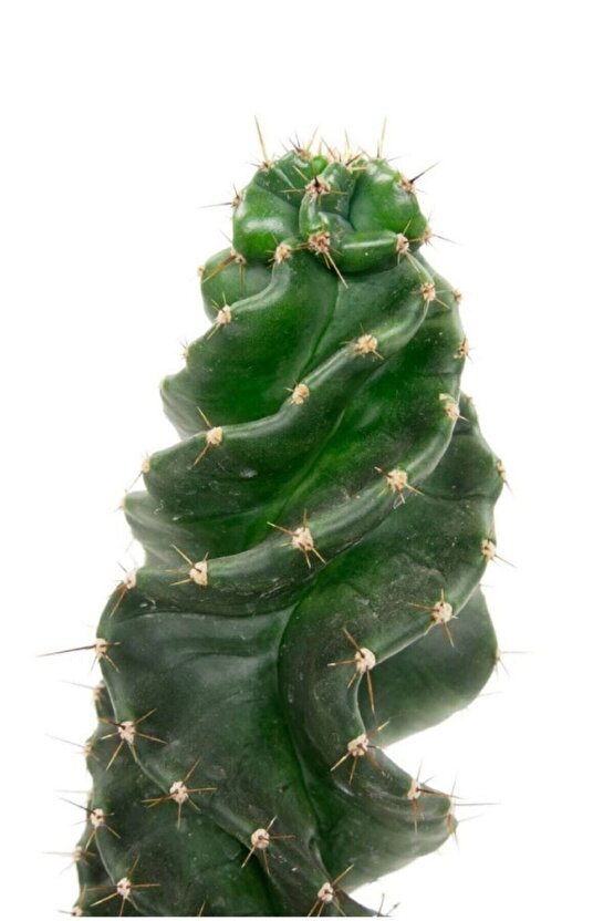 Kaktüs Cereus Forbesii Spiralis Cactus Spiral Kaktüs 30 cm Ev Bitkisi