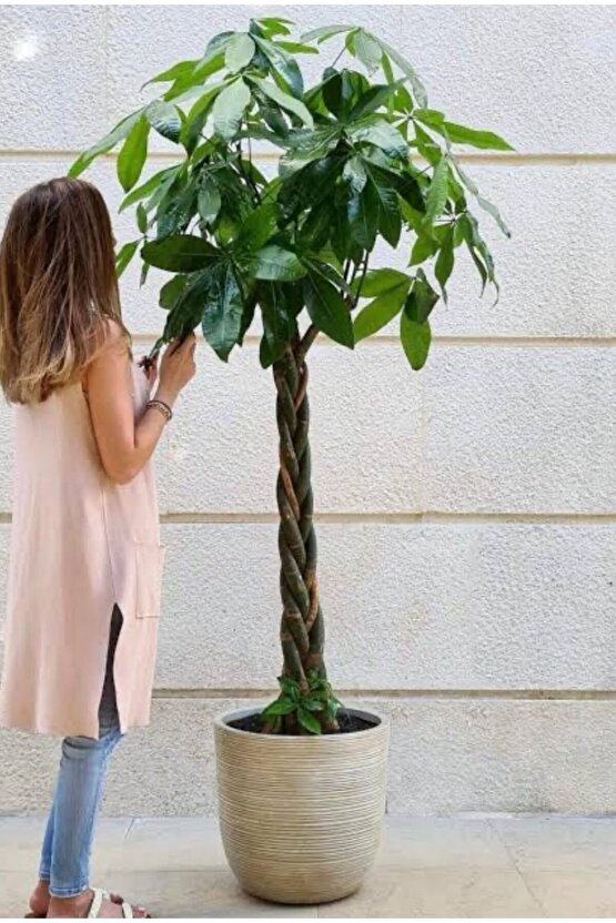 Pachira Aquatica -örgülü Para Ağacı 140-160cm