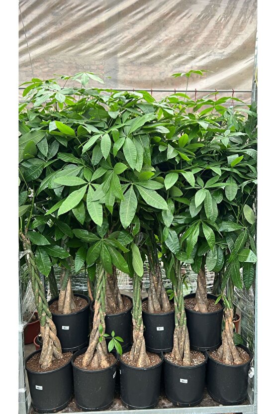 Pachira Aquatica -örgülü Para Ağacı 140-160cm