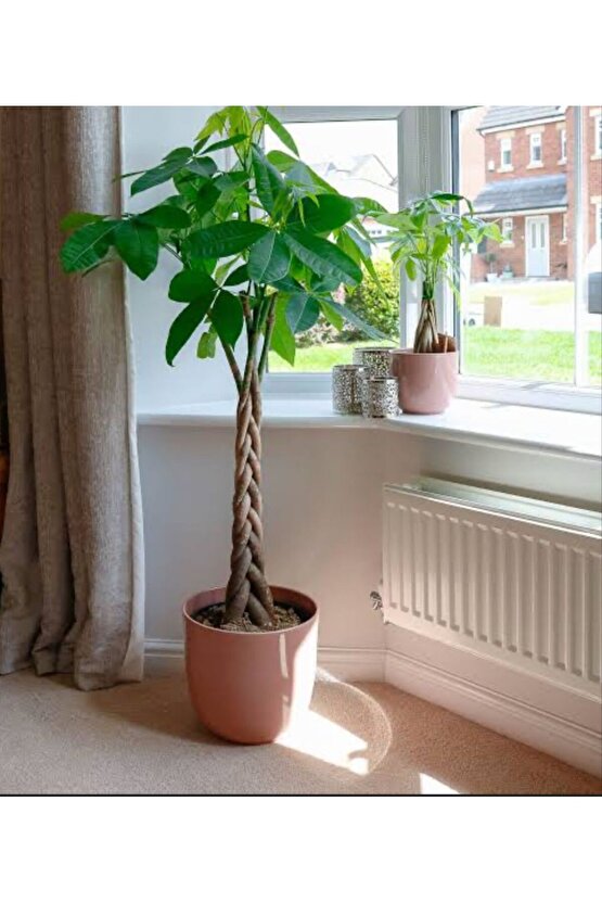 Pachira Aquatica -örgülü Para Ağacı 140-160cm