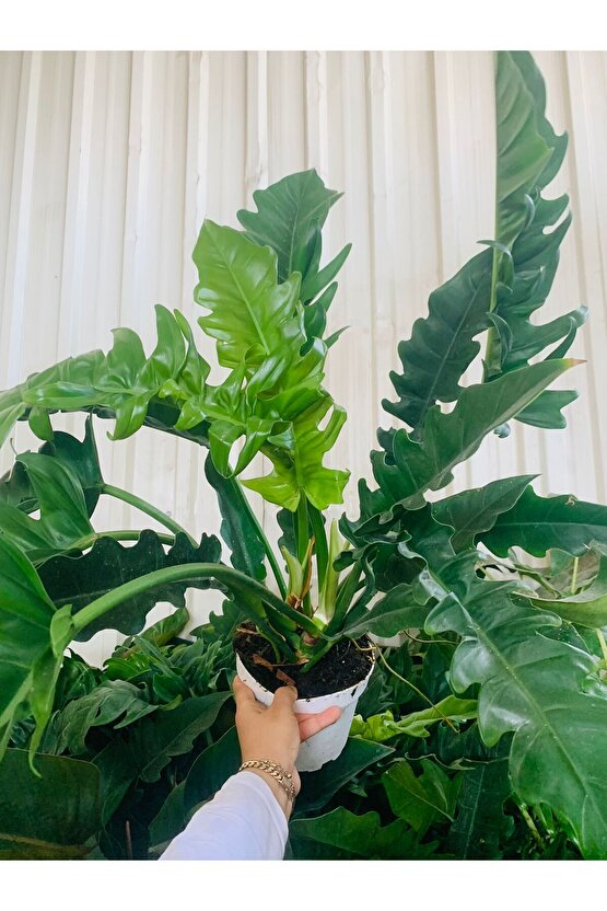 thaumatophyllum xanadu sarmaşık deve tabanı