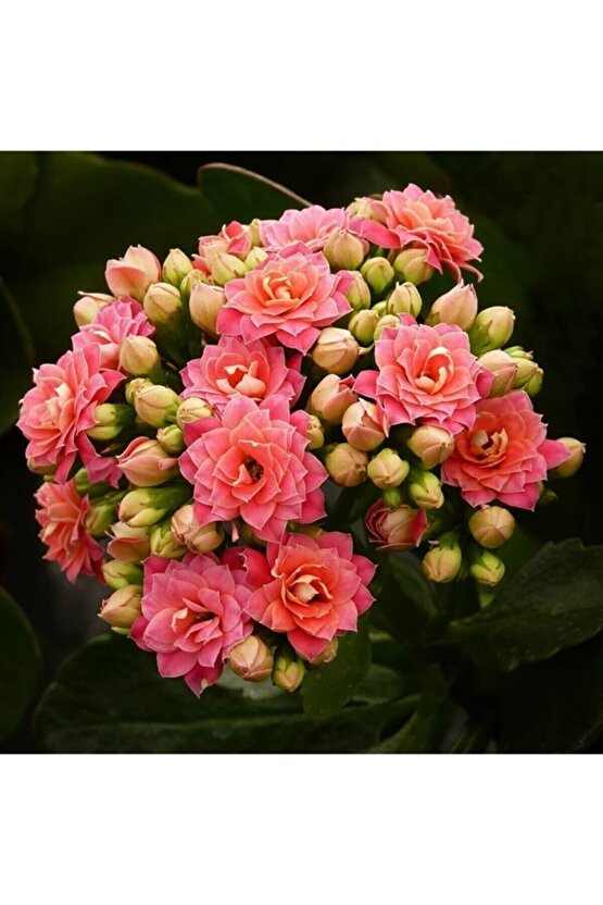 Pudra Renk Canlı Kalonchoe (kalanşo) Çiçeği - Saksılı