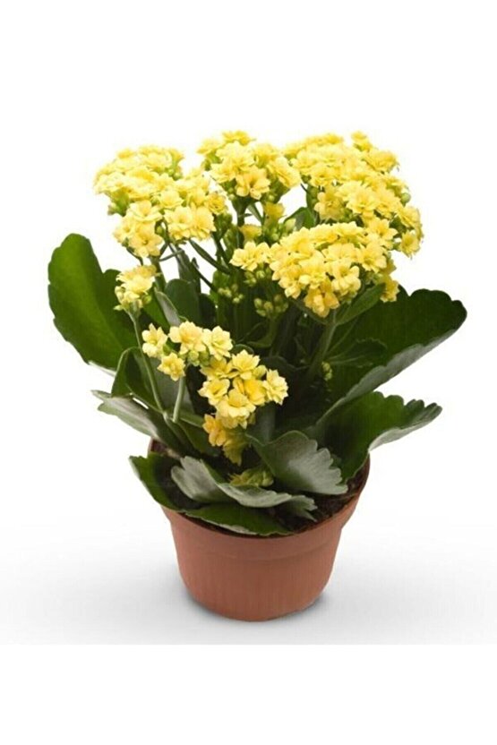 Güneş Renk Canlı Kalonchoe (kalanşo) Çiçeği