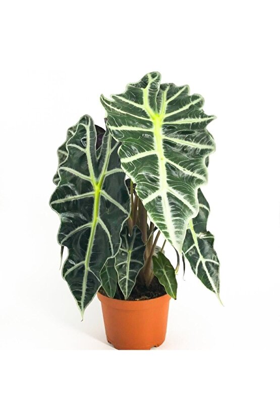 Alocasia Polly - Fil Kulağı Amazanica - Ev Ofis Salon Iç Mekan Bitkisi - 40 Cm