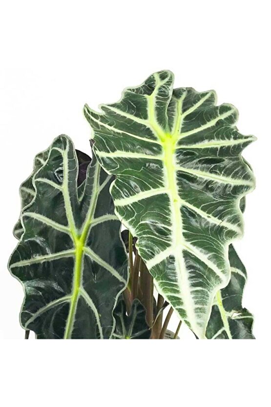 Alocasia Polly - Fil Kulağı Amazanica - Ev Ofis Salon Iç Mekan Bitkisi - 40 Cm