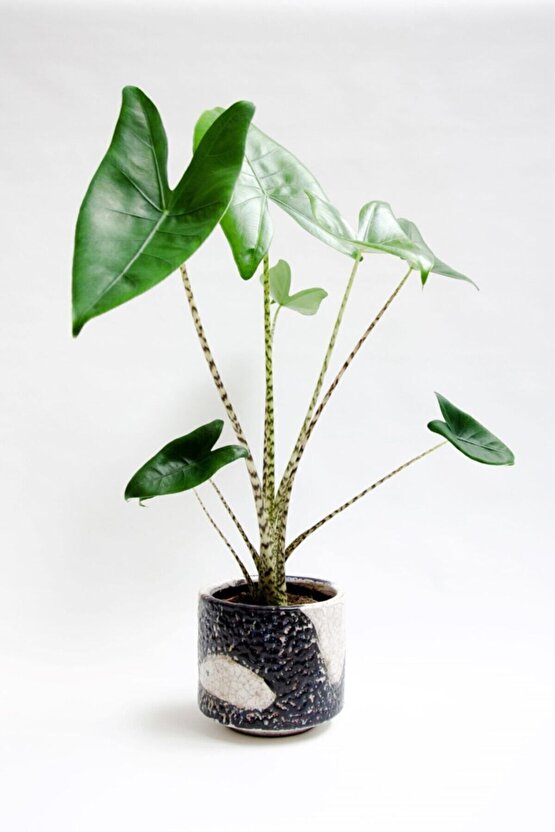Alocasia Zebrina - Fil Kulağı Midi - Ev Ofis Salon Iç Mekan Bitkisi - 50 Cm