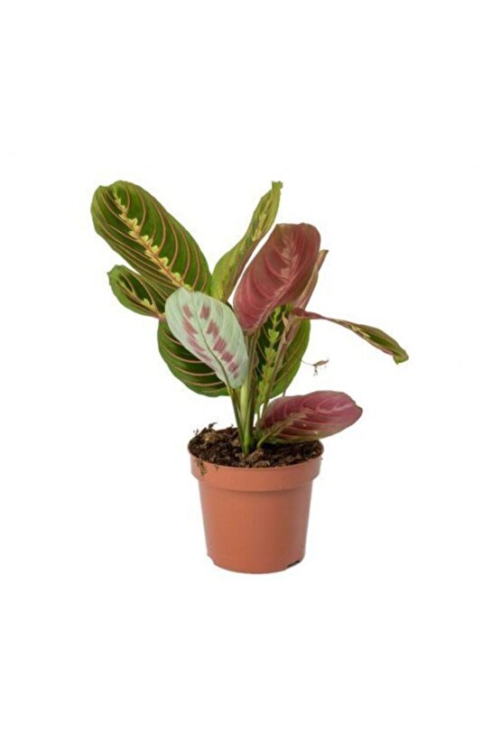 Dua Çiçeği Maranta 30 Cm - Ezan Çiçeği Olarak Bilir Kalatya