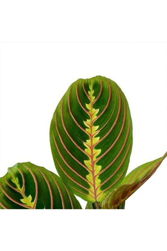 Dua Çiçeği Maranta 30 Cm - Ezan Çiçeği Olarak Bilir Kalatya