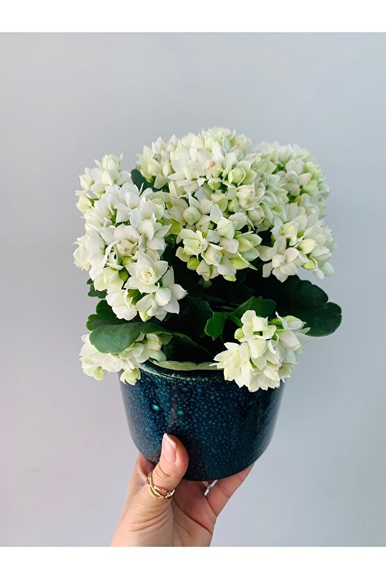 Kalanchoe