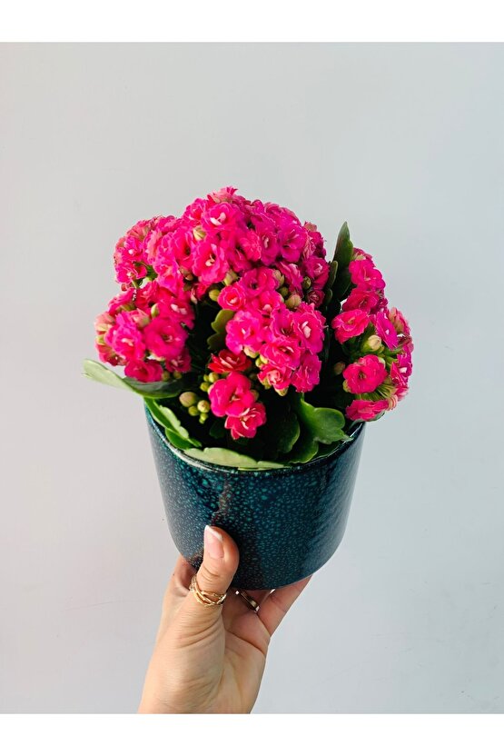 Kalanchoe