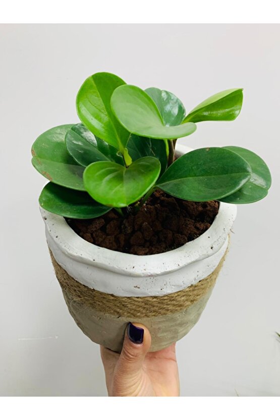 Peperomia