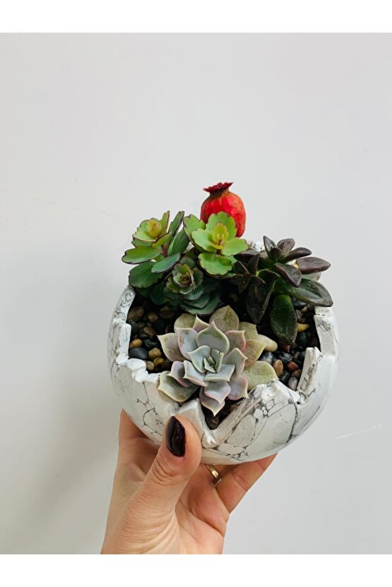 Yumurta Saksıda Aranjman