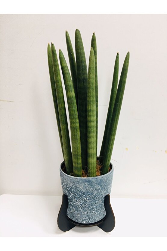 Mavi Saksıda Sanseveria (paşa Kılıcı)