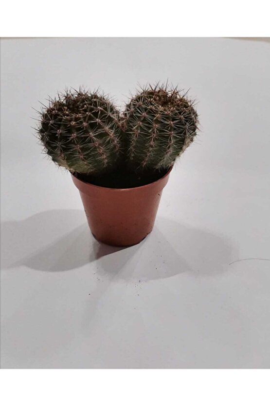 Marginatacereus Radyosyon Emici Kaktüs