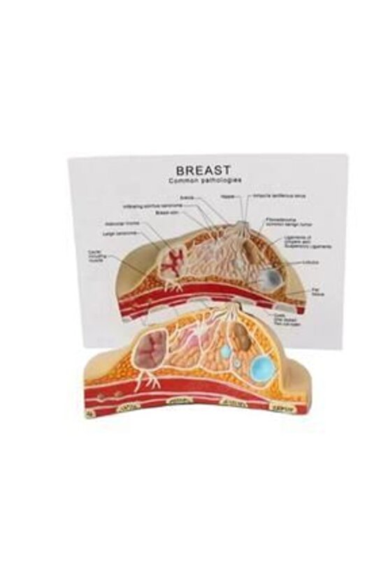 Göğüs Maketi Model 42