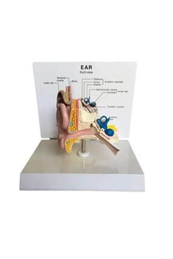 Kulak Maketi Model 49