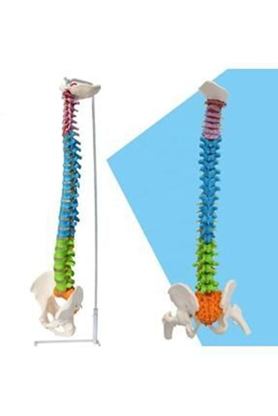 Omurga Maketi85 Cm Model 19