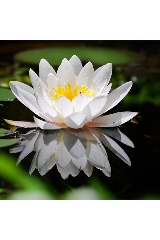 5 Adet Karışık Renklerde Lotus (Nilüfer) Çiçeği Tohumu