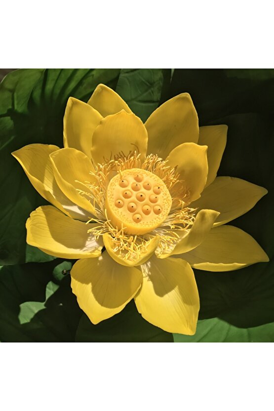 3 Adet Sarı Renkli Lotus (Nilüfer) Çiçeği Tohumu